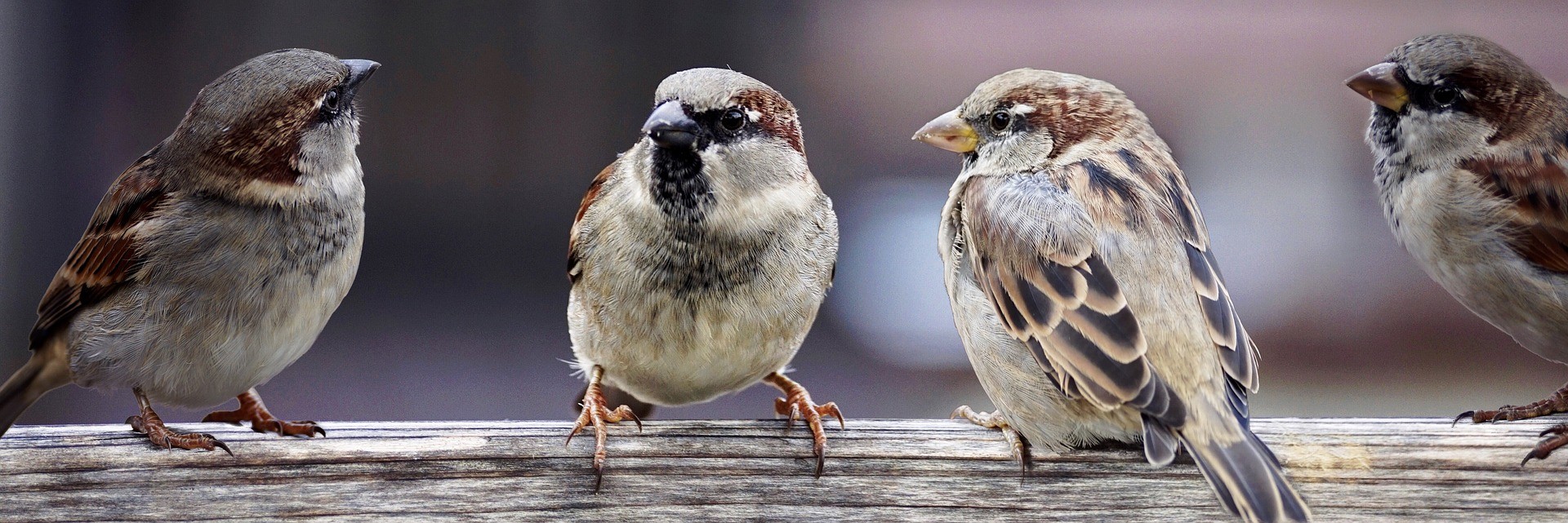 pixabay free sparrows-2759978_1920